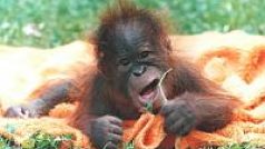 Malý orangutánek Filip ze ZOO Hodonín