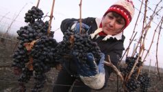 Sběr ledového vína ve Velkých Pavlovicích na Břeclavsku
