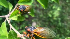 Až se tyto cikády ve Washingtonu a na území 15 amerických států rozmnoží a zemřou, larvy další generace budou znovu čekat a vyvíjet se pod zemí jako takový hmyzí underground.
