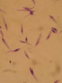 Ničivka (Leishmania)