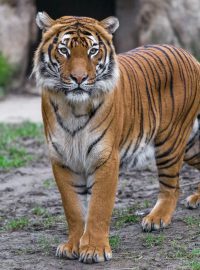 Tygr malajský