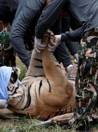 Thajské úřady evakuují tygry z takzvaného tygřího chrámu kvůli podezření z týrání