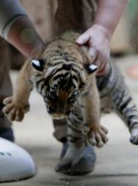 Na světě je jenom několik stovek malajských tygrů, budoucnost mláďat bude jistější ve chvíli, kdy se dožijí 6 měsíců