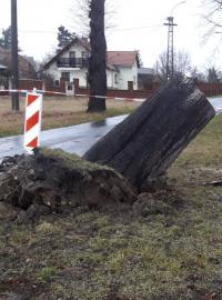 Ve Svéradicích na Klatovsku padl tento statný strom.