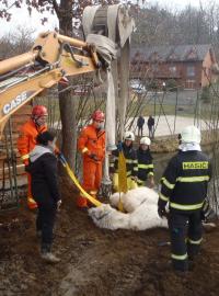 Středočeští hasiči vytahovali na Silvestra z rybníku v Hulíně velblouda